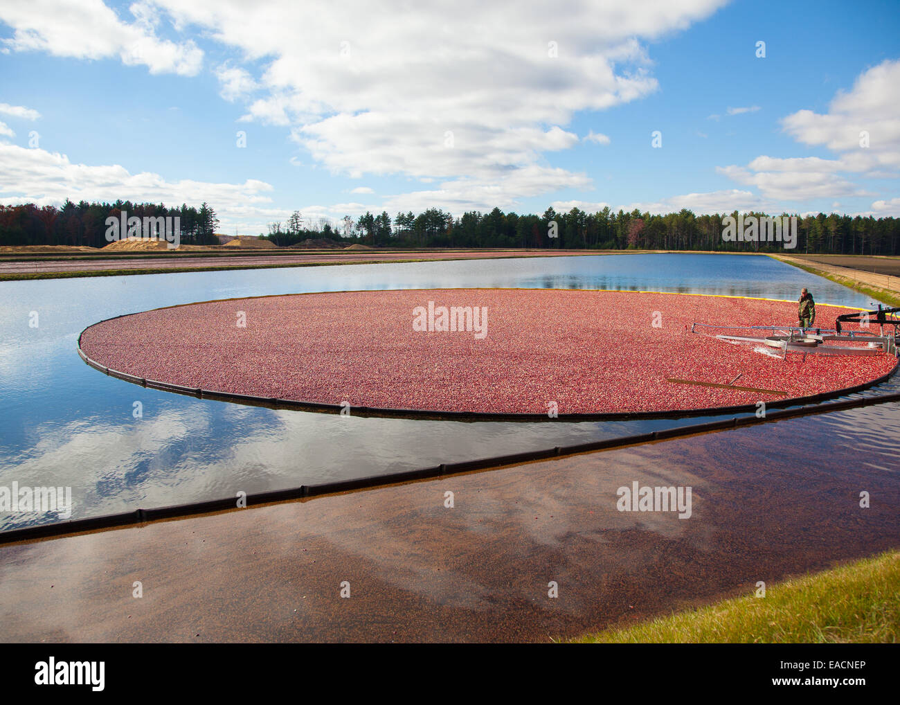 Cranberry Marsh inondées dans le centre du Wisconsin Banque D'Images