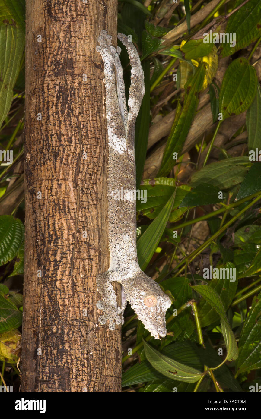 Le gecko à queue de feuille (Uroplatus fimbriatus), Madagascar Banque D'Images