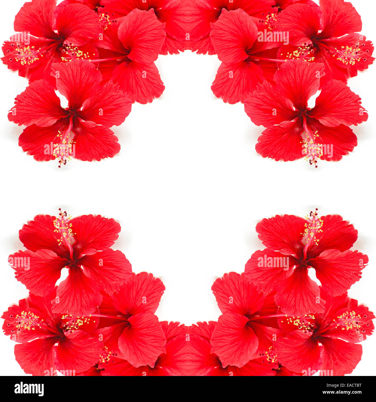Belle fleur d'Hibiscus rouge isolé sur fond blanc Banque D'Images