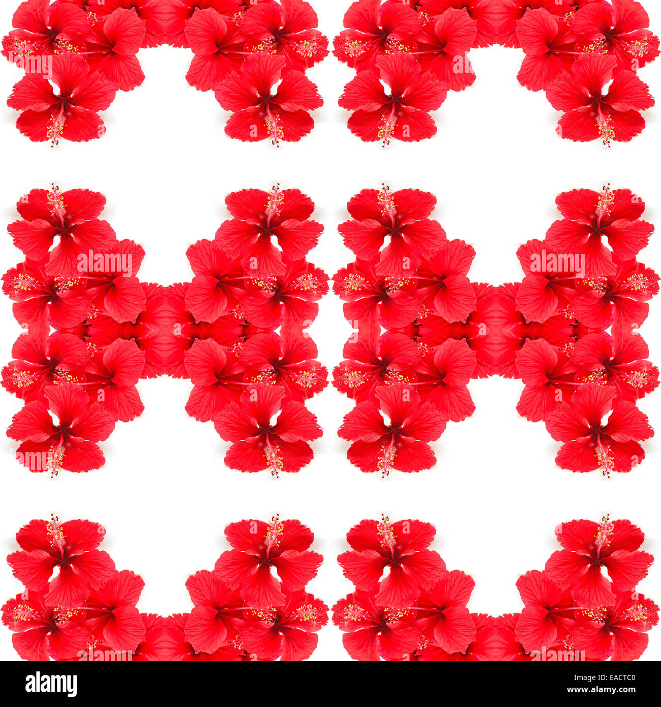 Belle fleur d'Hibiscus rouge isolé sur fond blanc Banque D'Images