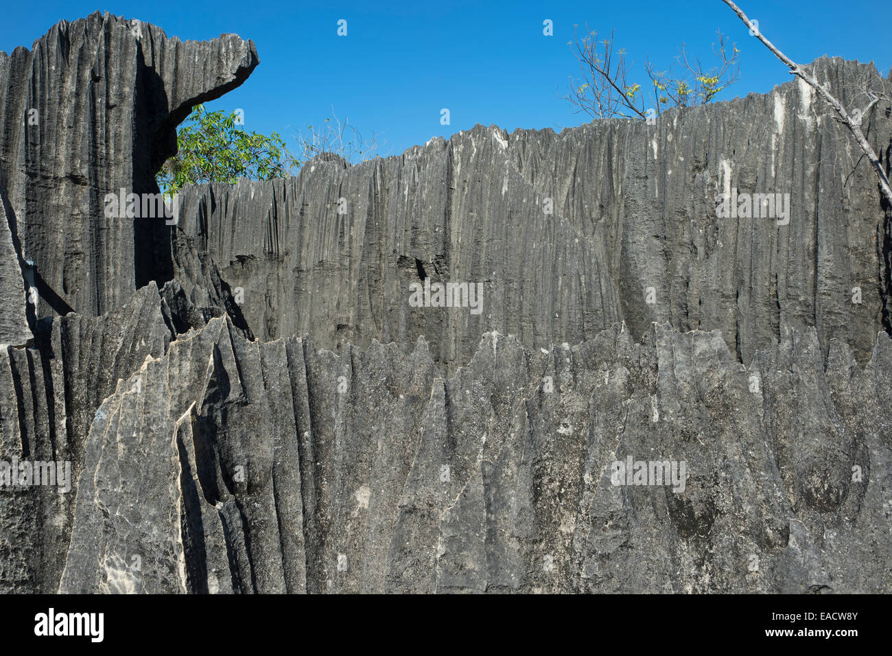 Rock formation, le parc national Tsingy de Bemaraha, Bekopaka, province de Majunga, Madagascar Banque D'Images