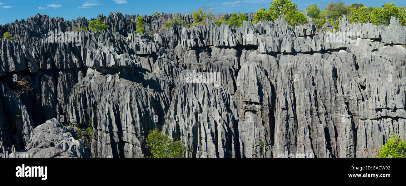 Rock formation, le parc national Tsingy de Bemaraha, Bekopaka, province de Majunga, Madagascar Banque D'Images