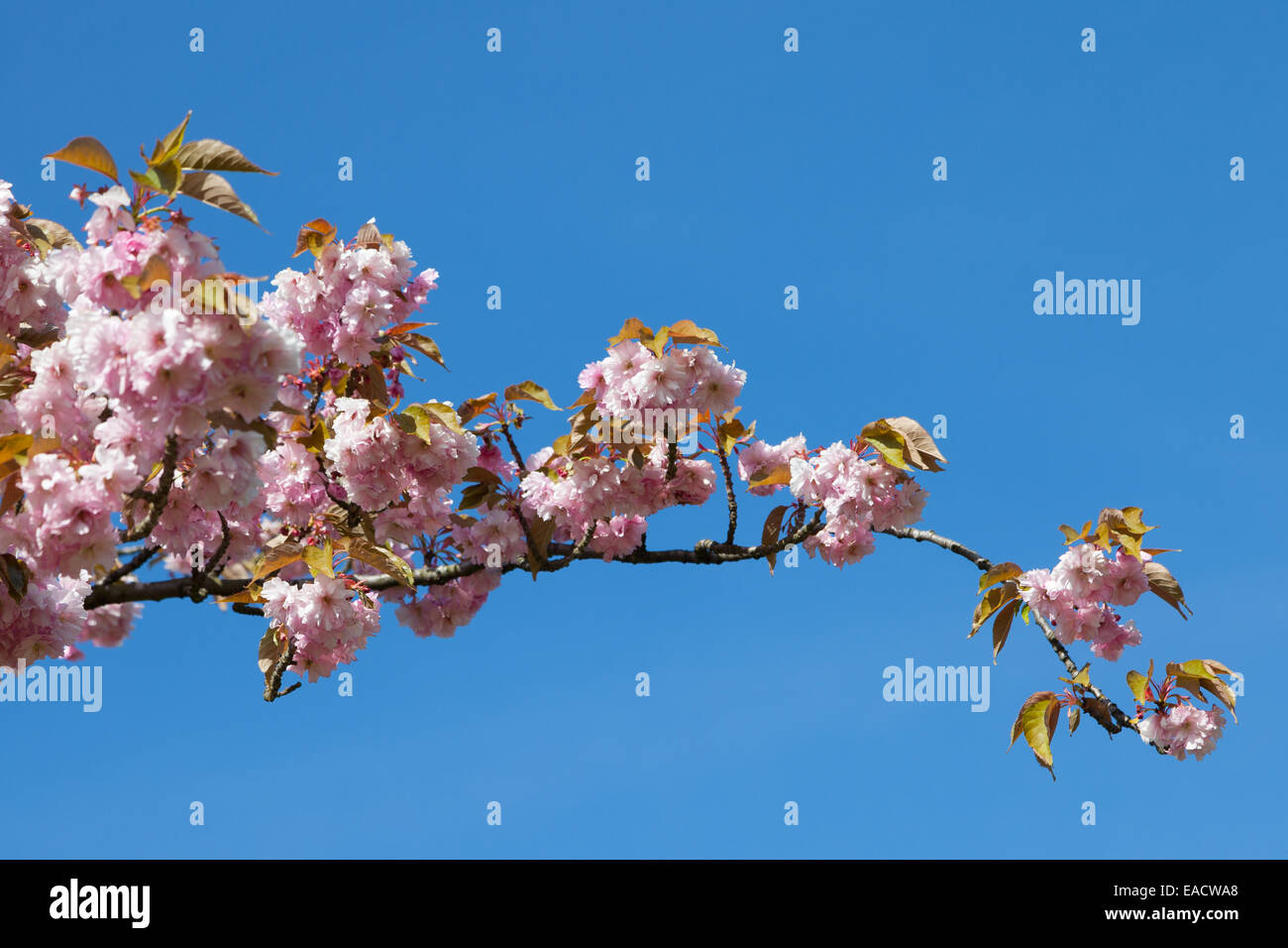 Fleur de cerisier sur le Stray à Harrogate, England Banque D'Images