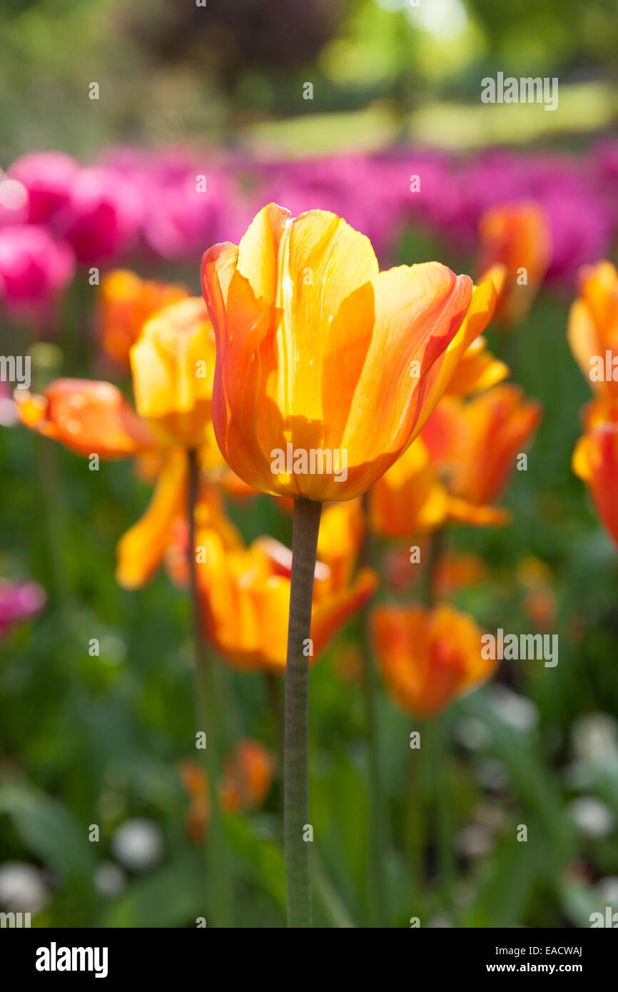 Les tulipes dans les jardins de la vallée, Harrogate, England, UK Banque D'Images