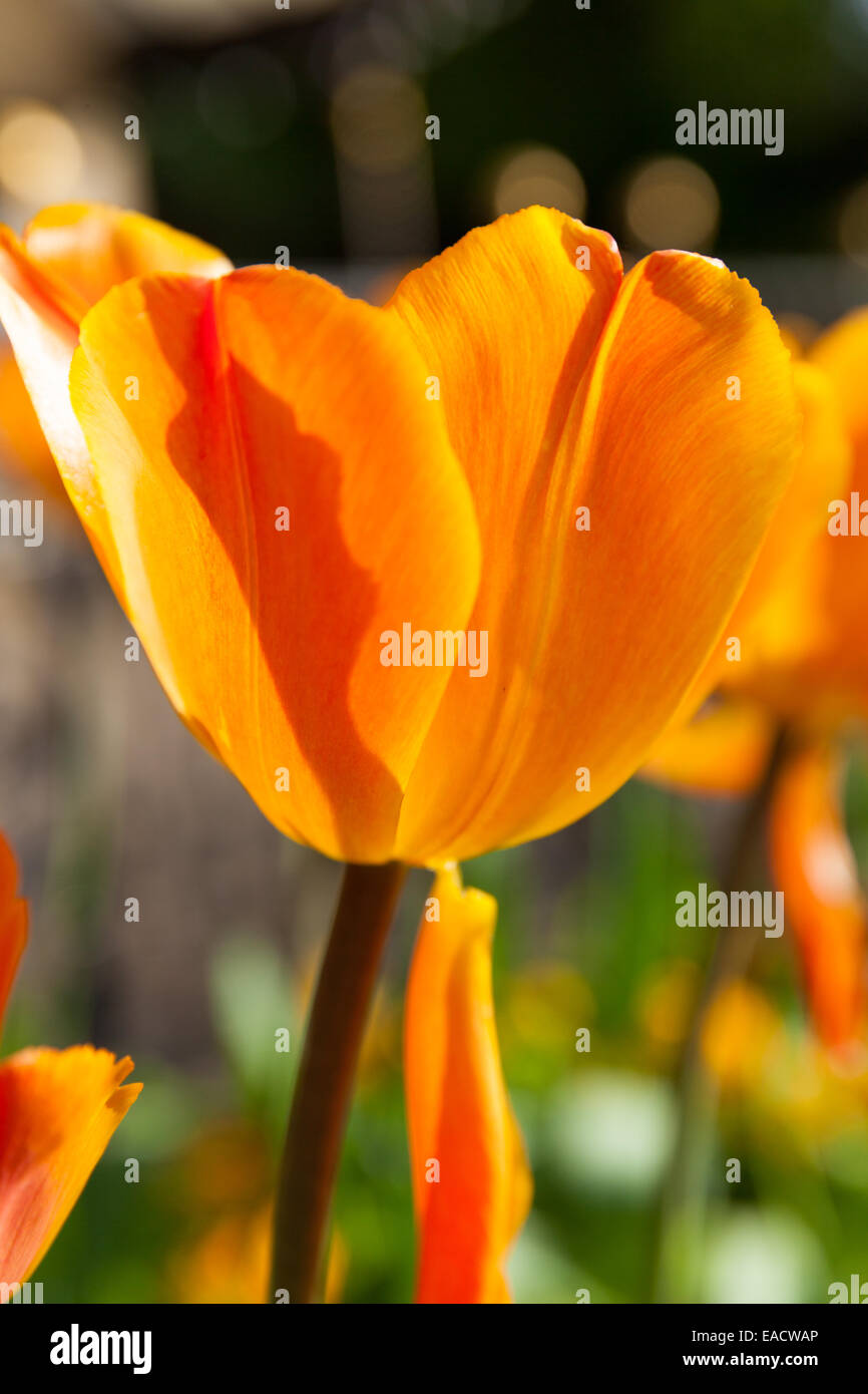 Les tulipes dans les jardins de la vallée, Harrogate, England, UK Banque D'Images