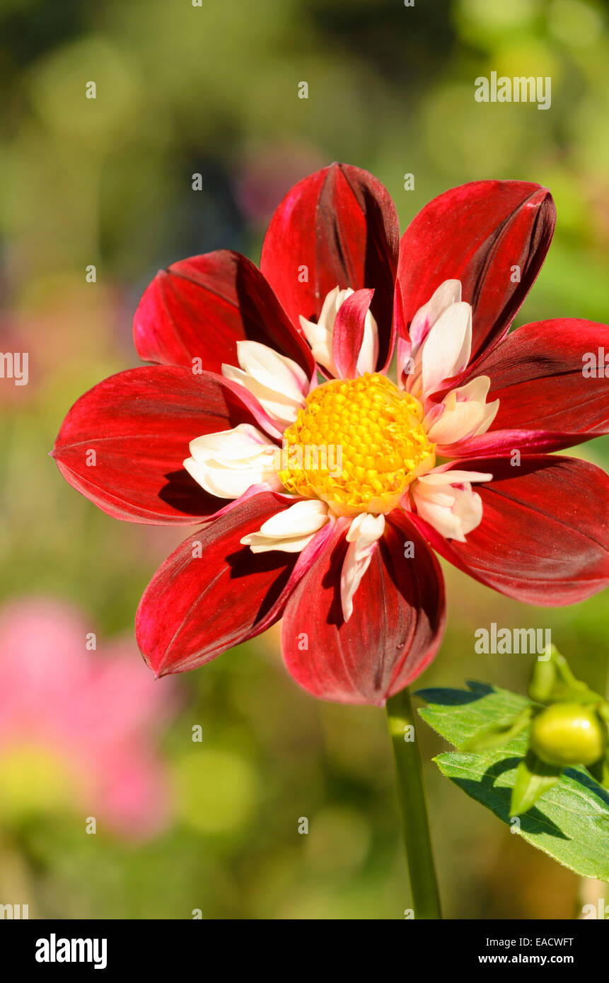 Collerette dahlia (Dahlia stefanie hertel) Banque D'Images