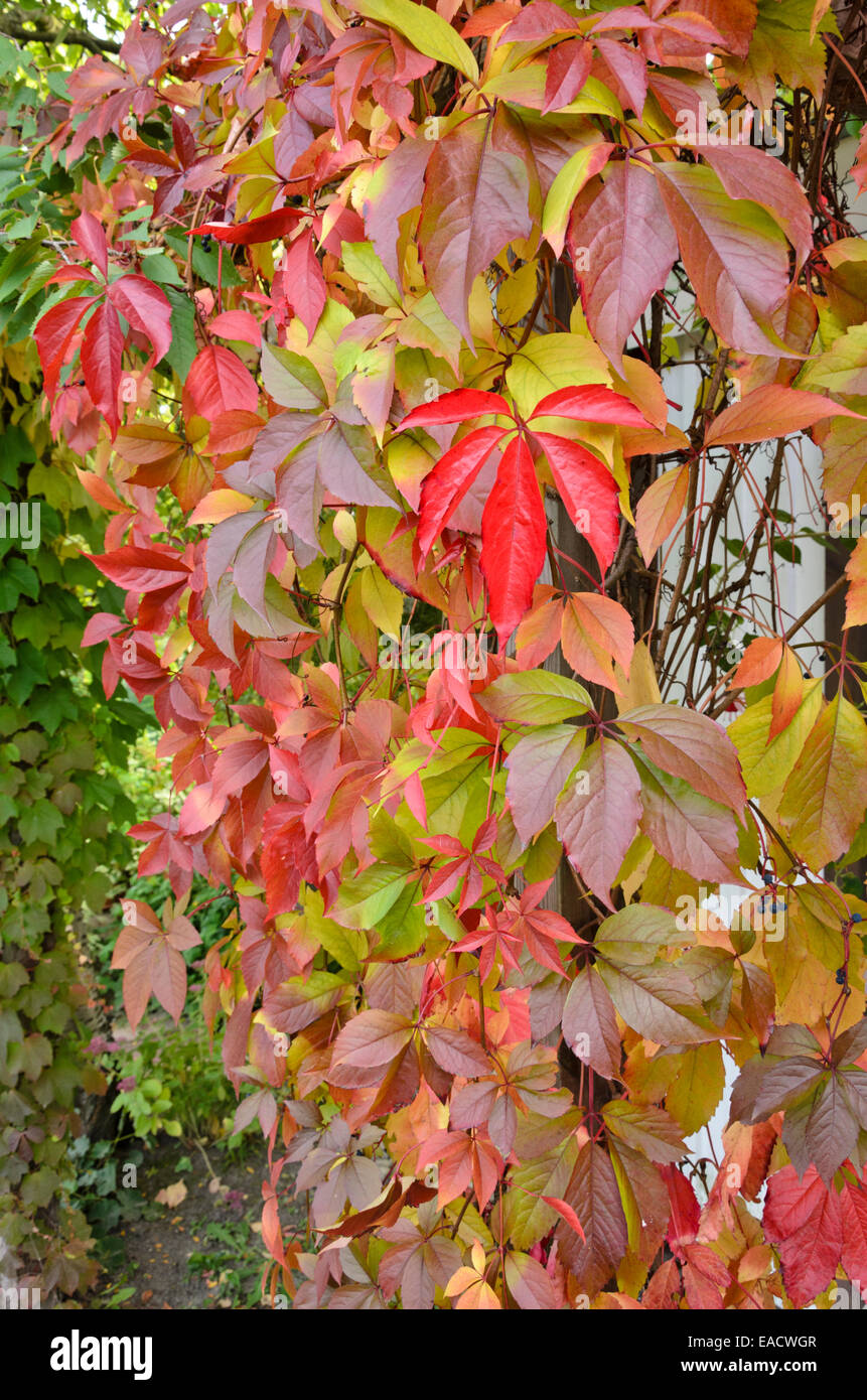 Vigne vierge (Parthenocissus quinquefolia) Banque D'Images