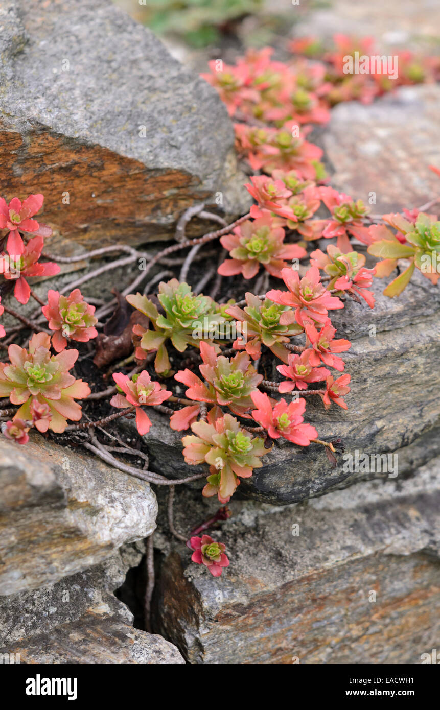 Orpin (sedum) sur un mur en pierre sèche Banque D'Images
