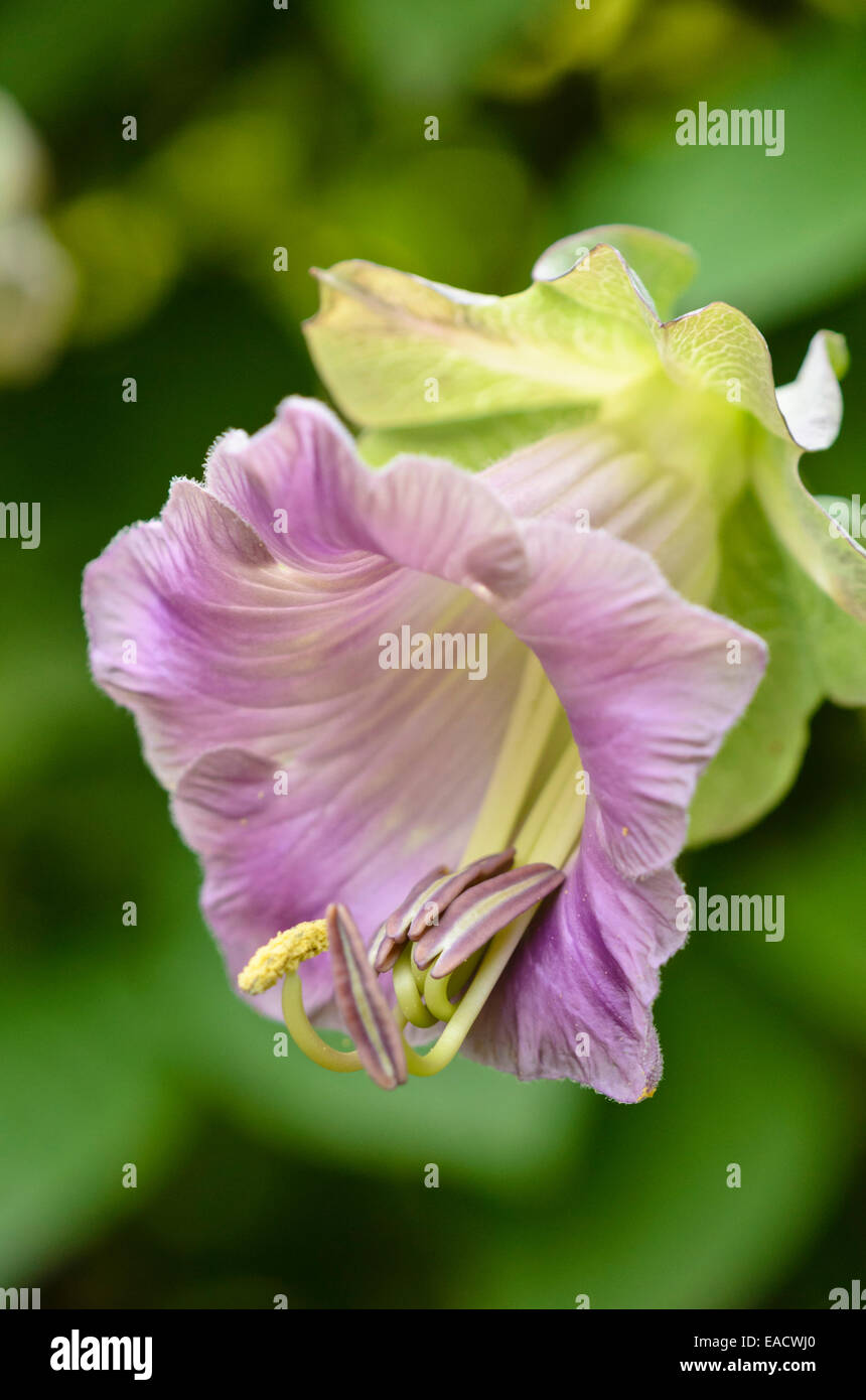 Les cloches de la cathédrale (cobaea scandens) Banque D'Images