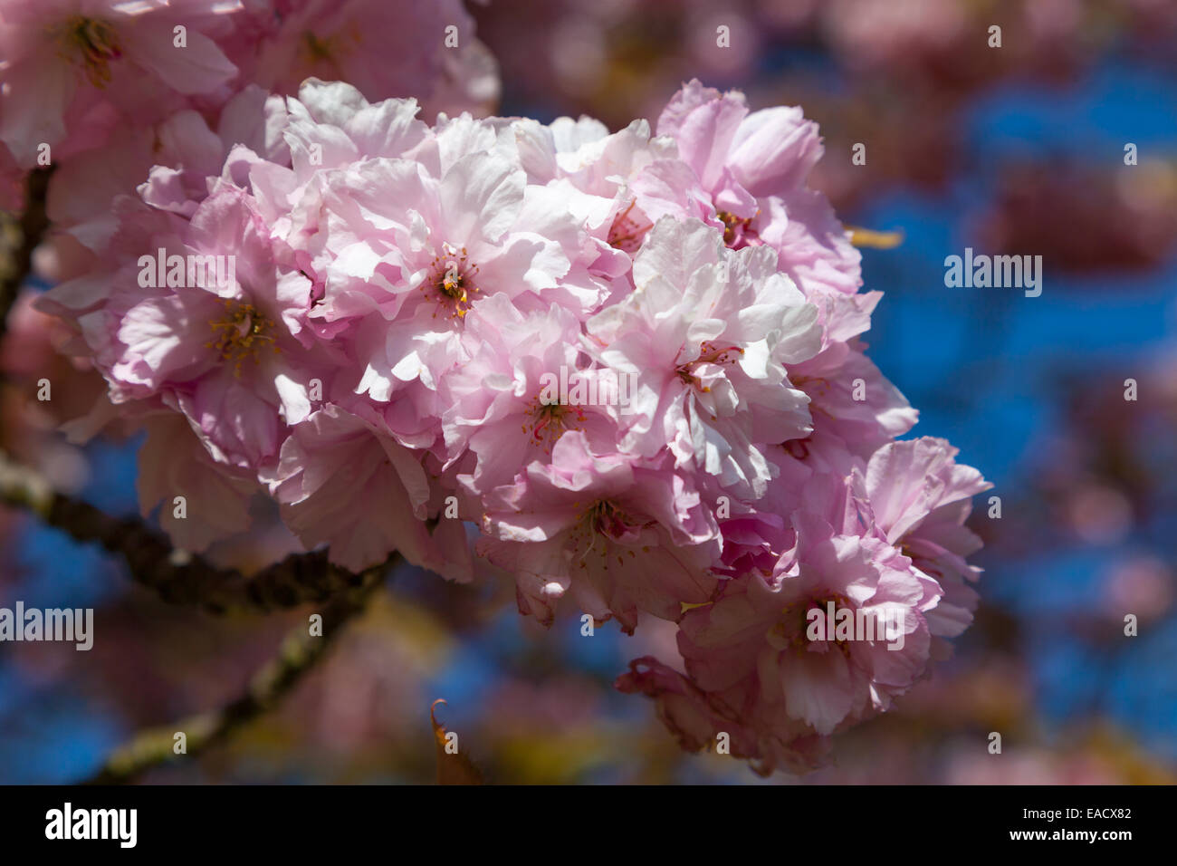 Fleur de cerisier sur le Stray à Harrogate, England Banque D'Images
