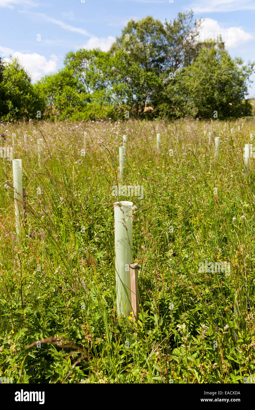 La plantation d'arbres pour limiter le risque d'inondation dans le bassin versant de la rivière Eden Banque D'Images