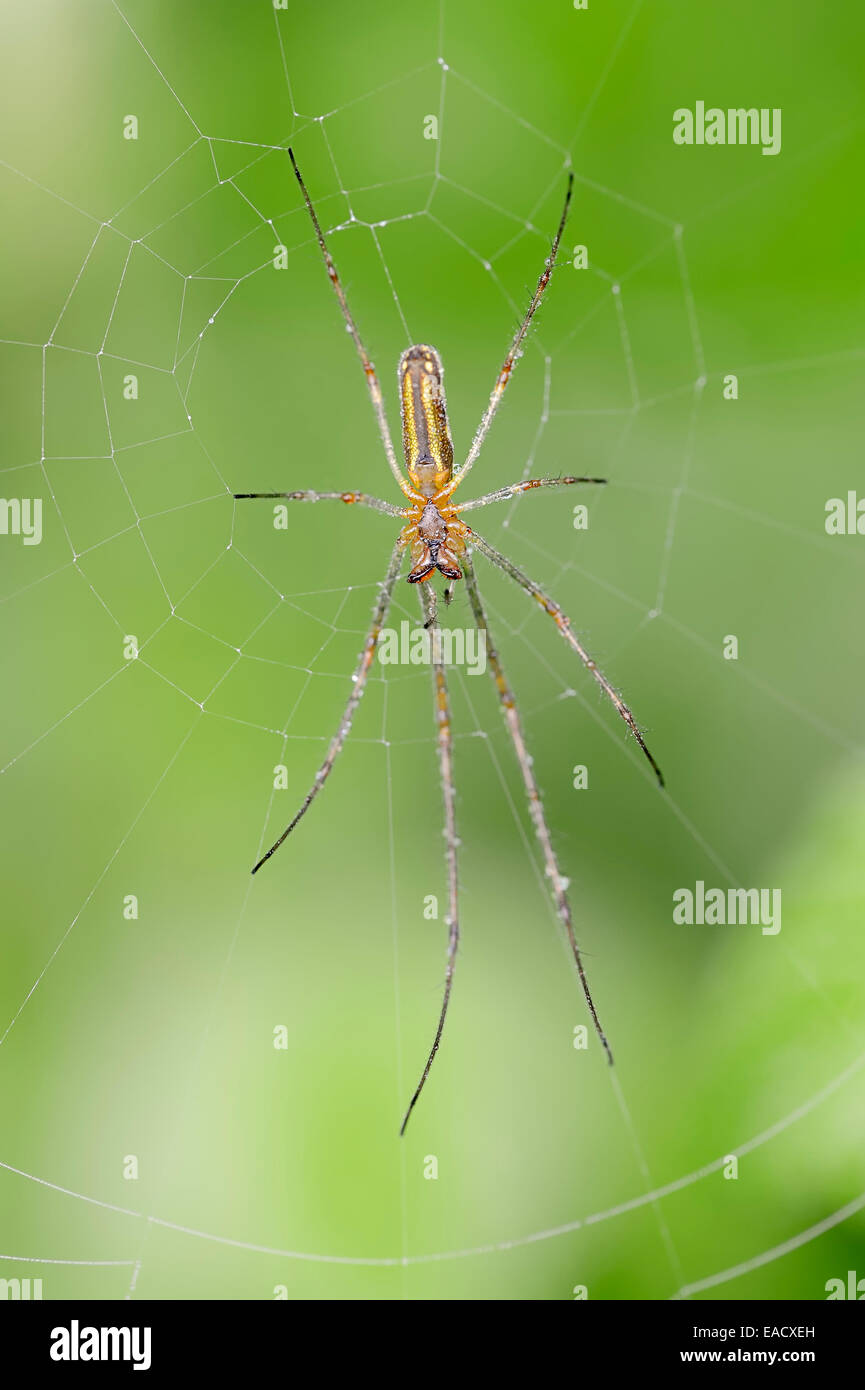 Plate-long-Orb weaver Spider (Tetragnatha extensa), dans un site web, en Rhénanie du Nord-Westphalie, Allemagne Banque D'Images