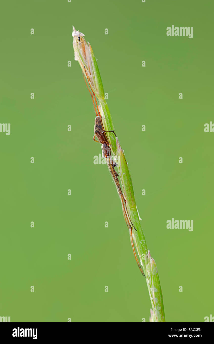 Stretch foncé-spider (Tetragnatha nigrita), sur un brin d'herbe, Rhénanie du Nord-Westphalie, Allemagne Banque D'Images