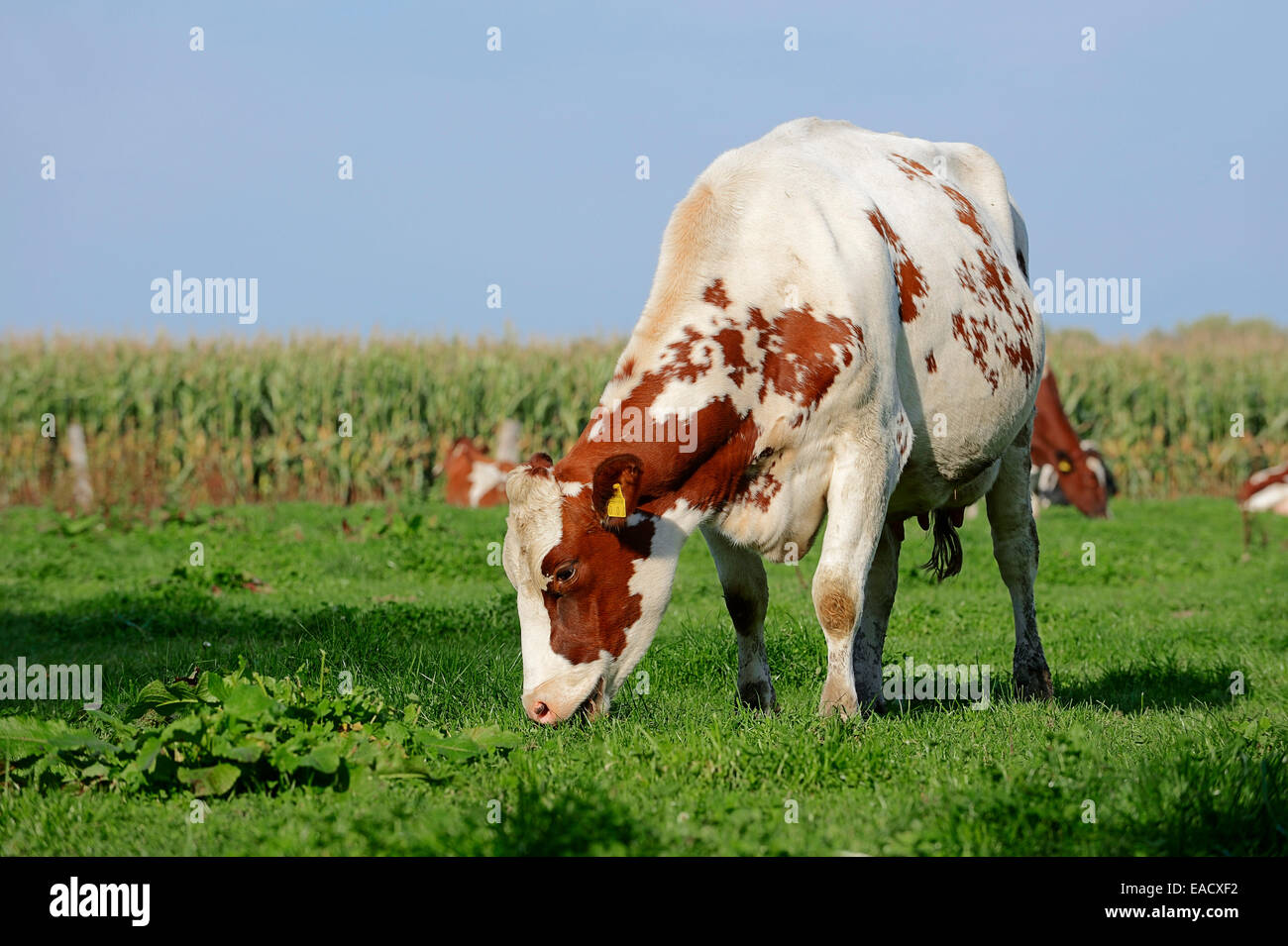 Rouge et blanc allemand Holstein (Bos primigenius taurus), vache broutant dans un pâturage, en Rhénanie du Nord-Westphalie, Allemagne Banque D'Images