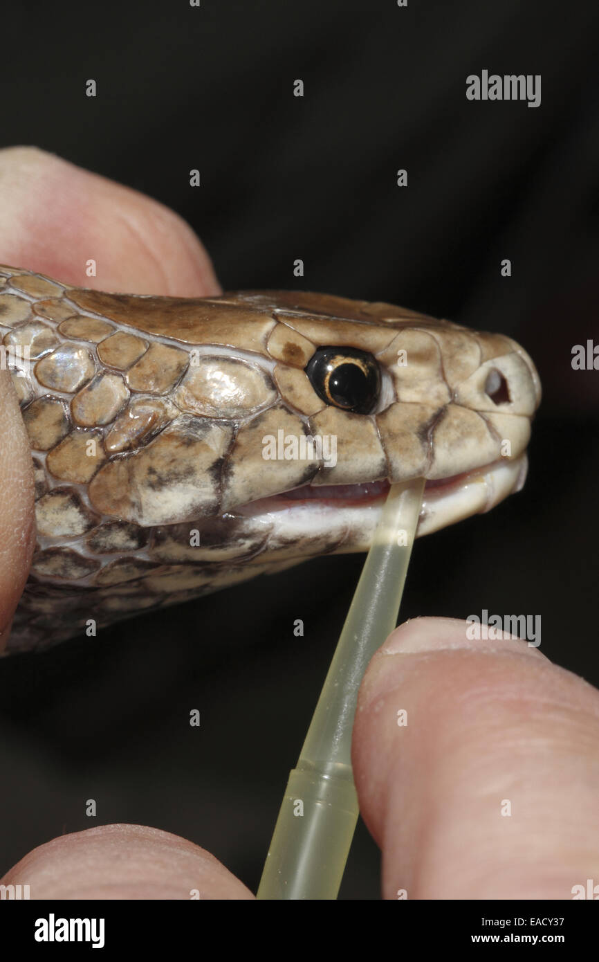 L'Est de serpent brun (Pseudonaja textilis) être traite pour venom Banque D'Images