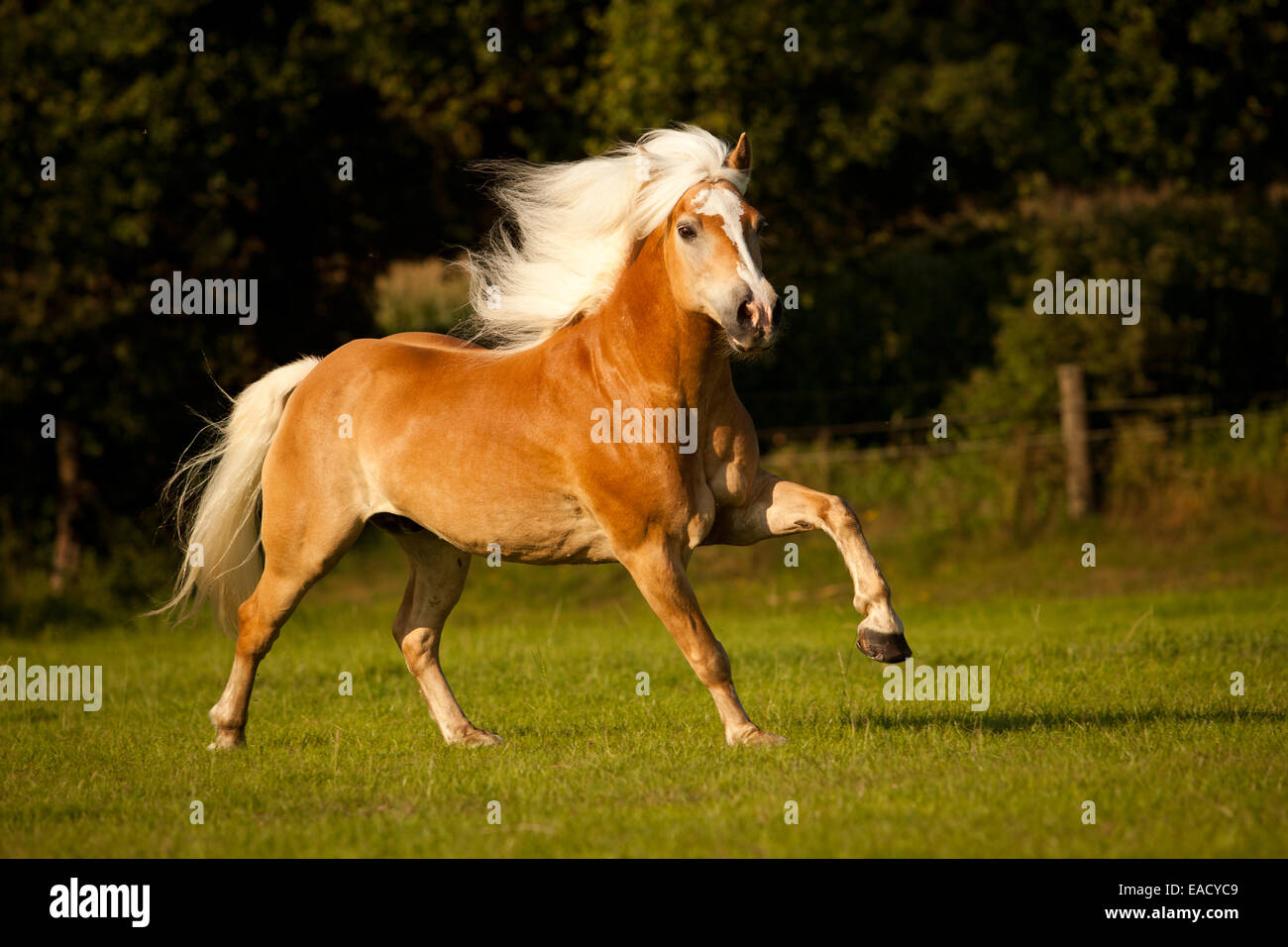 Hongre Haflinger, avec une longue crinière, galoper dans un pré Banque D'Images