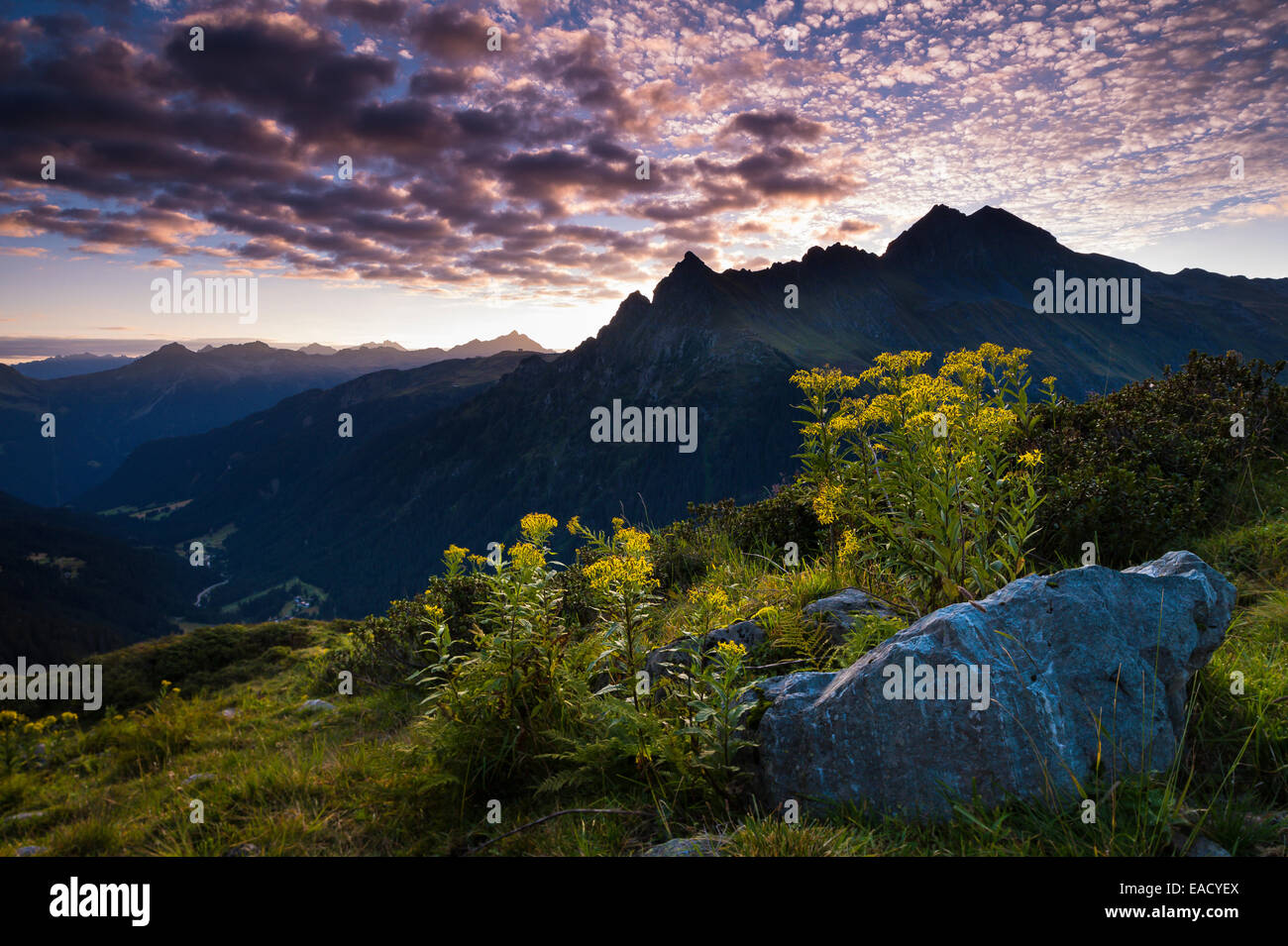 Lever du soleil, bois séneçon jacobée (Senecio ovatus) à l'avant, Gargellen, Montafon, Vorarlberg, Autriche Banque D'Images