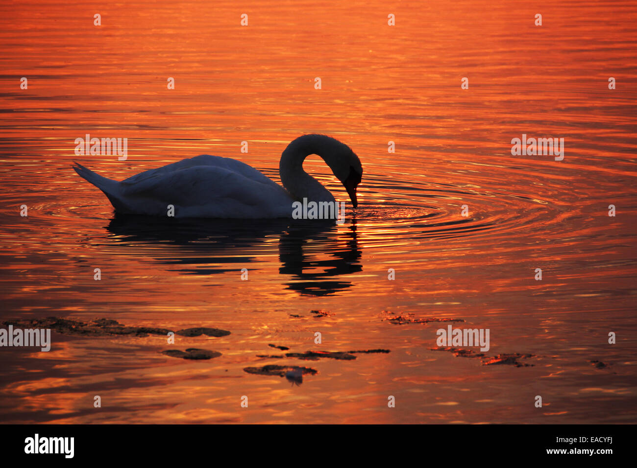 Mute Swan (Cygnus olor), lac Federsee, près de Bad Buchau, Bade-Wurtemberg, Allemagne Banque D'Images