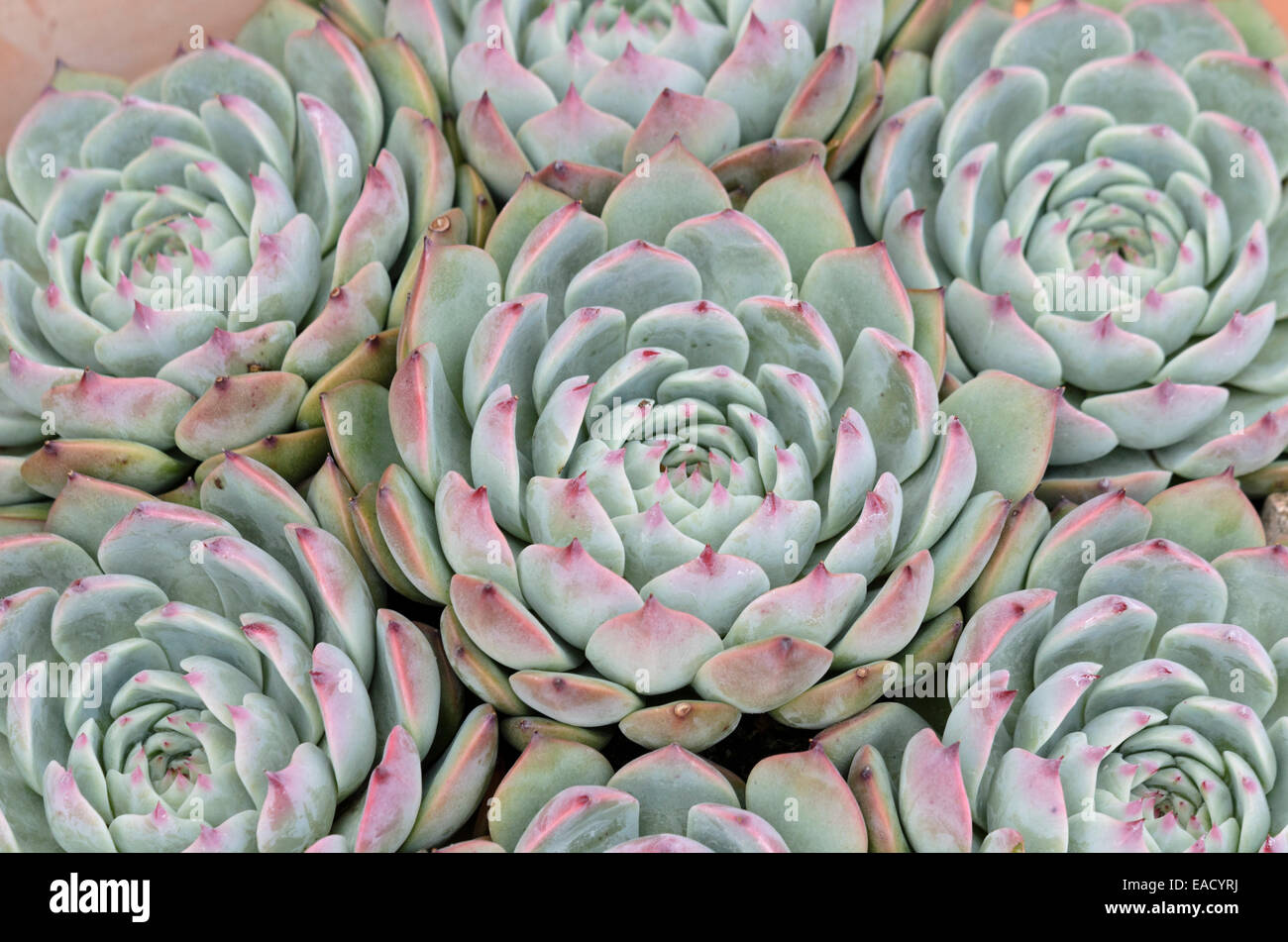 Echeveria colorata Banque D'Images