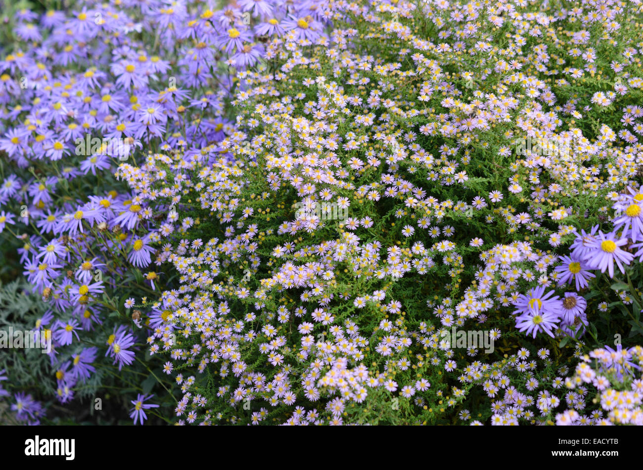 Heath ericoides Aster (Aster 'belle' syn. vimineus aster 'belle') Banque D'Images