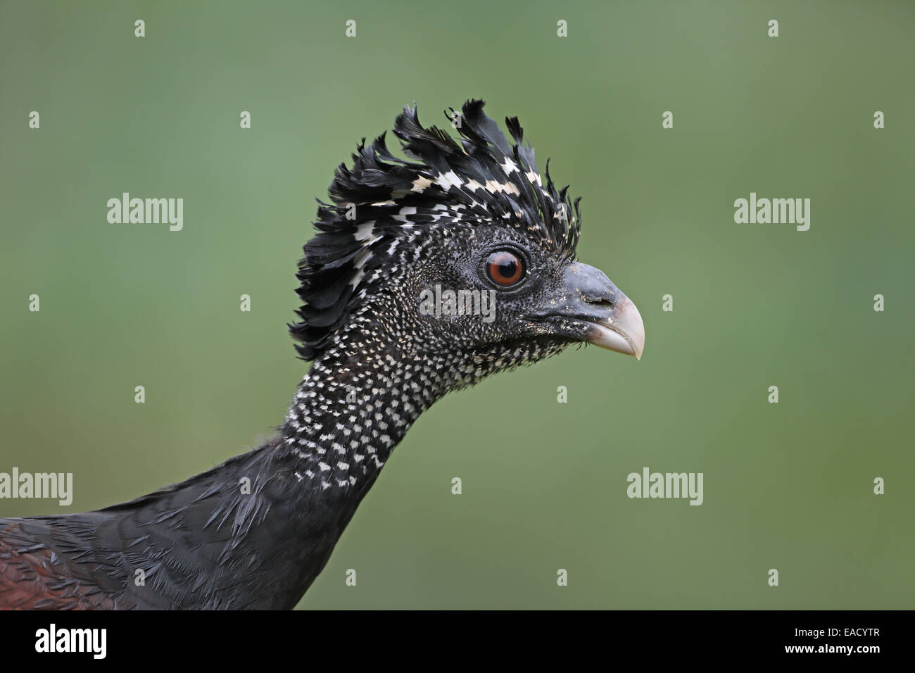 Super Currasow, Crax rubra, gros plan de tête de femelle Banque D'Images