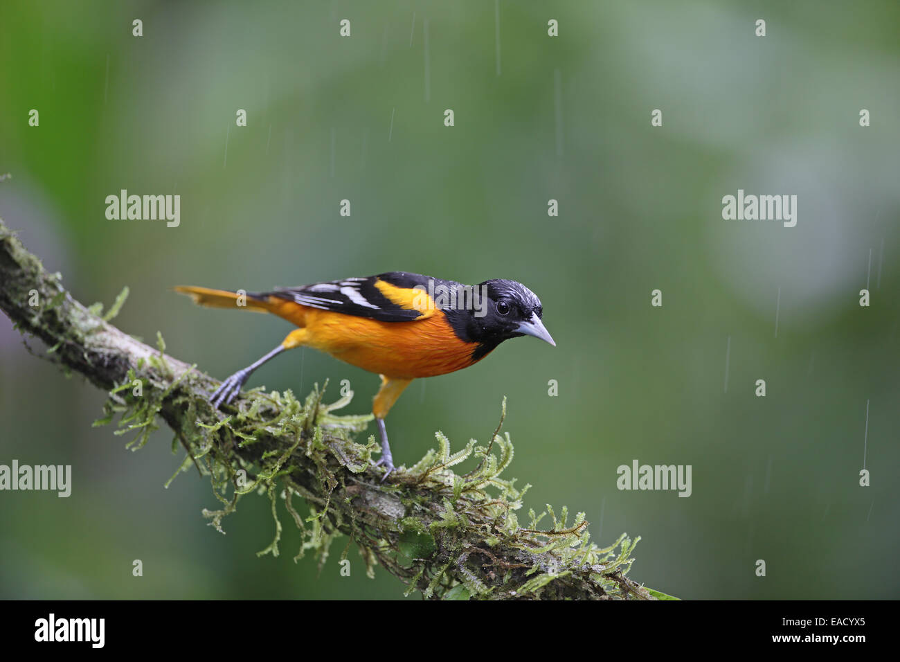 (Nord), l'Oriole de Baltimore Icterus galbula, en hivernage Banque D'Images