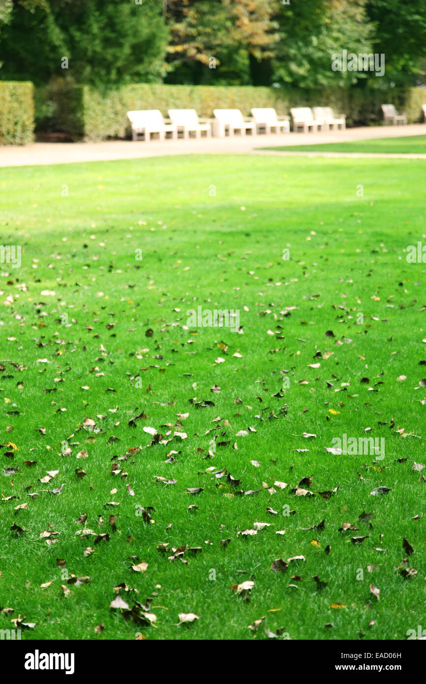 L'herbe recouverte de feuilles d'automne dans le parc. Banque D'Images