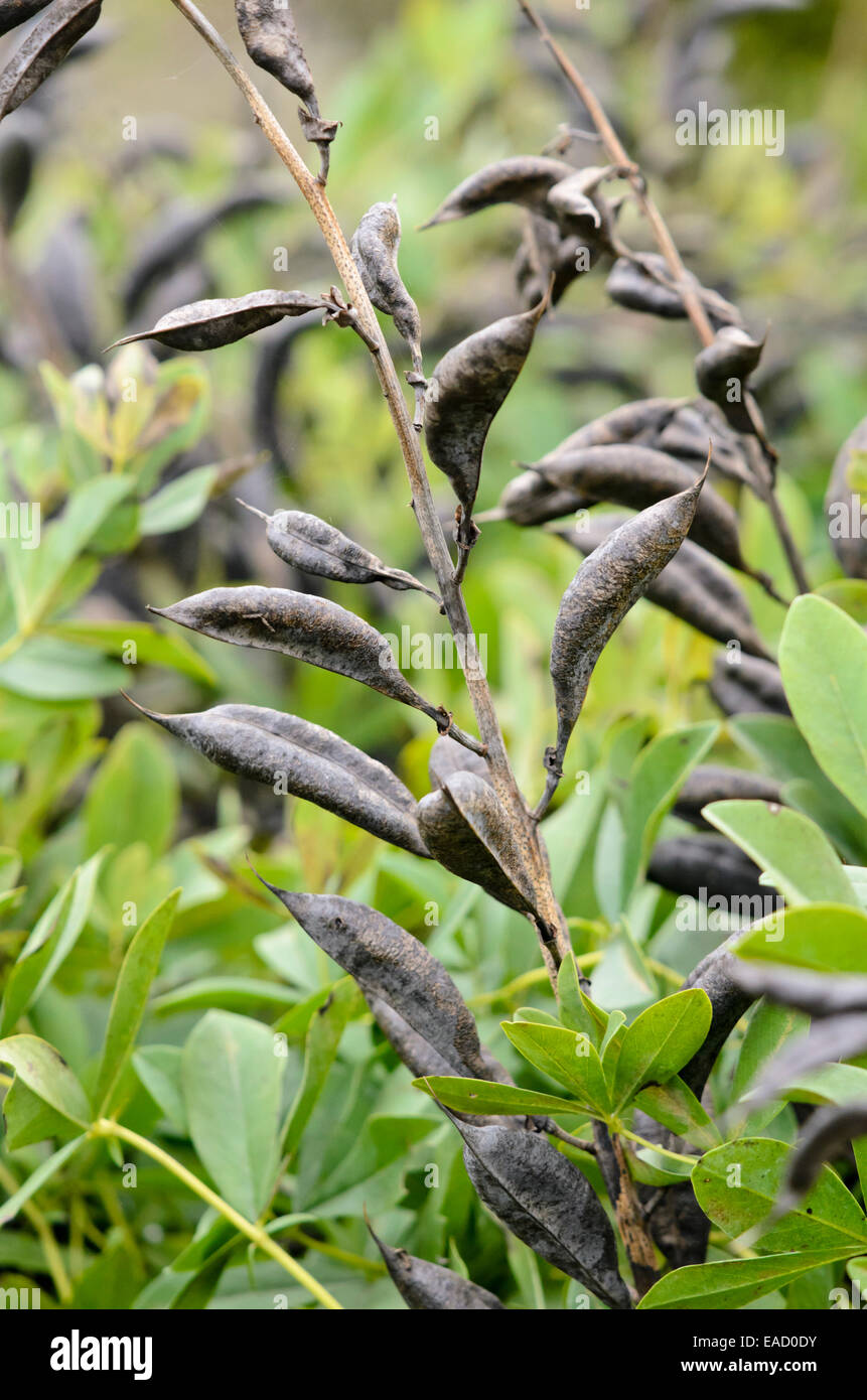 Blue false indigo (Baptisia australis) Banque D'Images