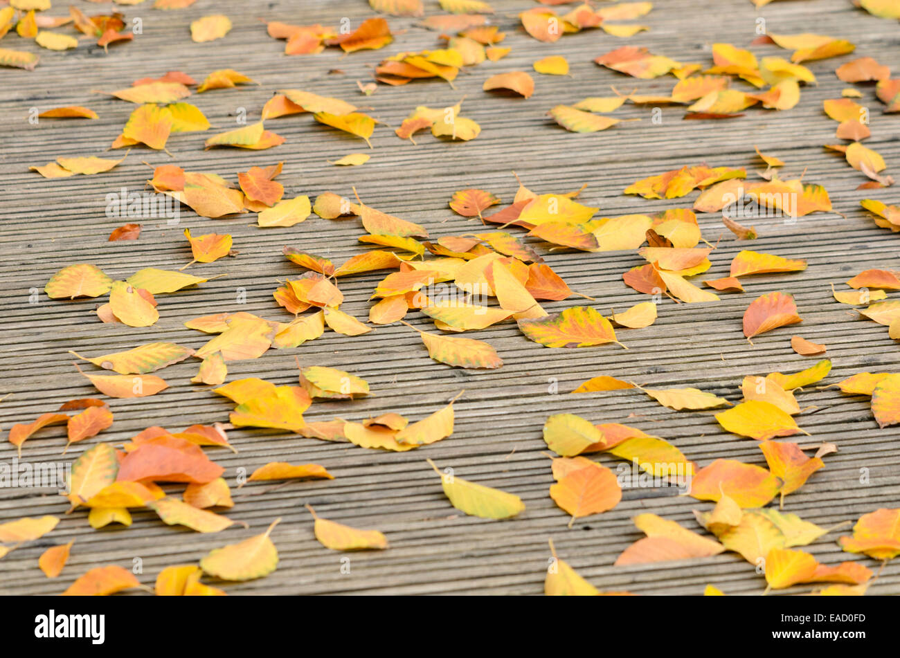 Feuilles de hêtre sur une terrasse en bois Banque D'Images