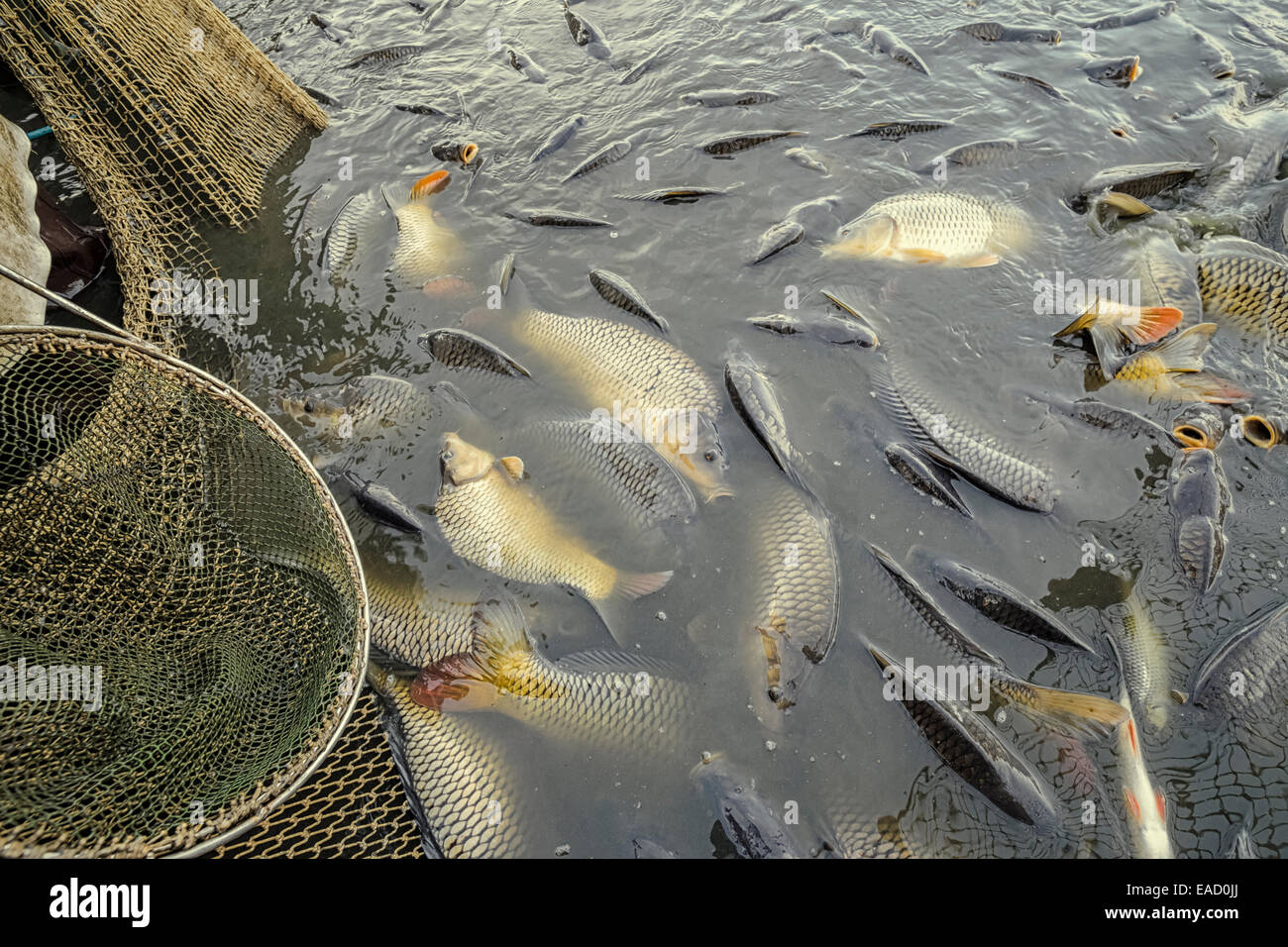 La carpe d'élevage, séchage du poisson, le Waldviertel, Basse Autriche, Autriche Banque D'Images