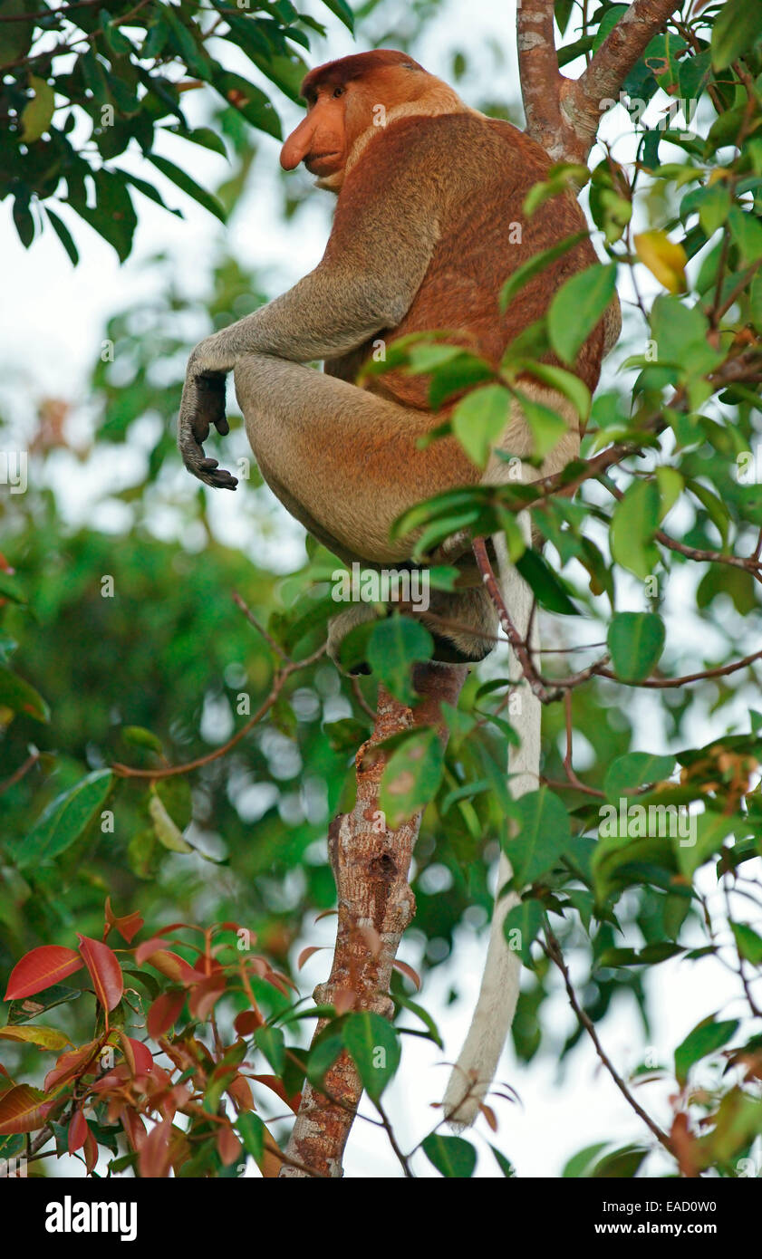 Proboscis Monkey (Nasalis larvatus), homme, parc national de Tanjung Puting, centre de Kalimantan, Bornéo, Indonésie Banque D'Images
