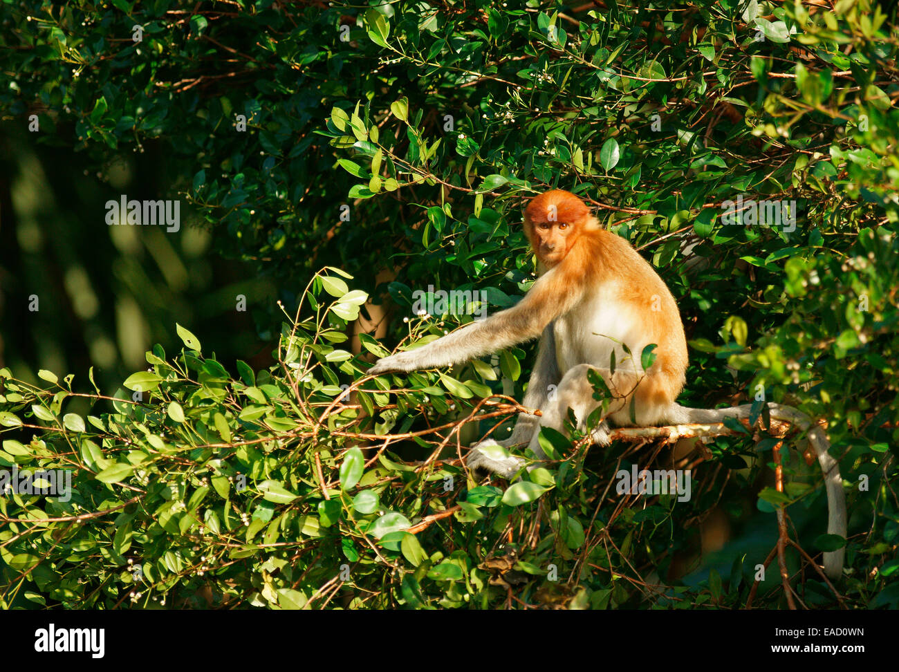 Proboscis Monkey (Nasalis larvatus), femme, parc national de Tanjung Puting, centre de Kalimantan, Bornéo, Indonésie Banque D'Images