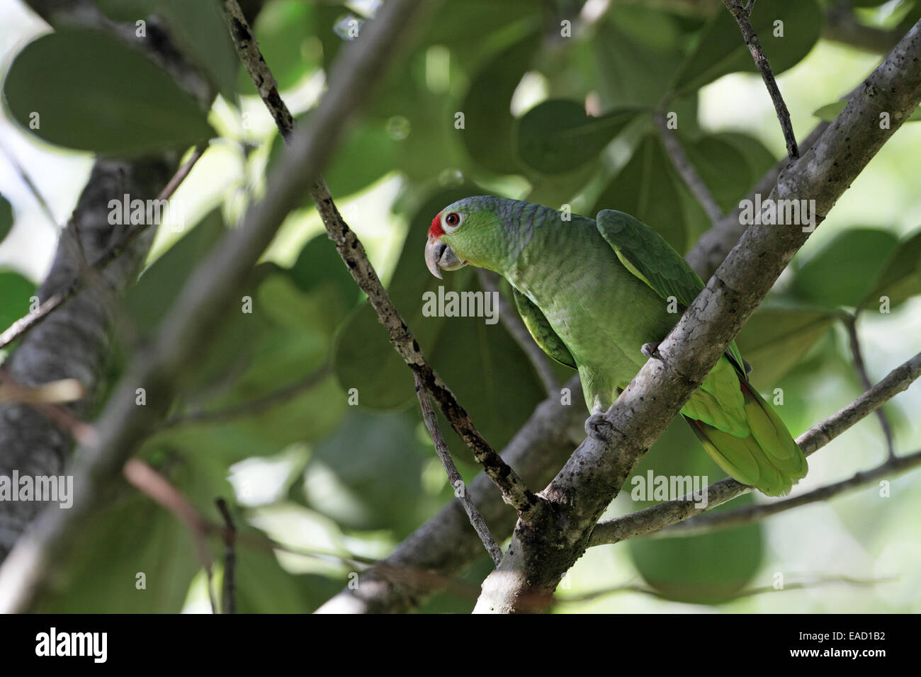 Red-lored Parrot, Amazona autumnalis Banque D'Images