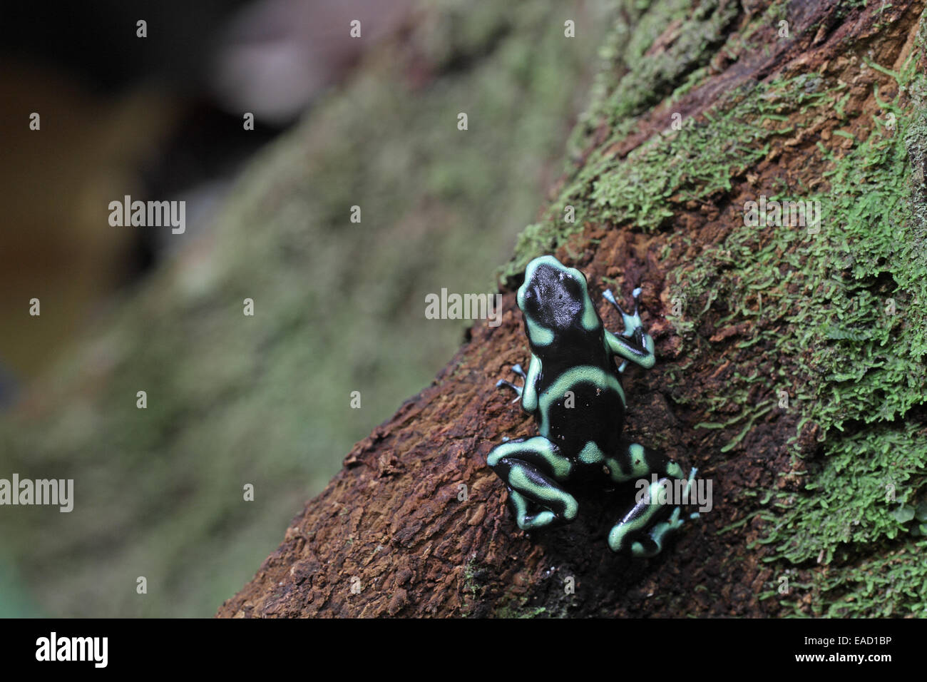 Green & Black-Poison dart Frog, Dendrobates auratus Banque D'Images