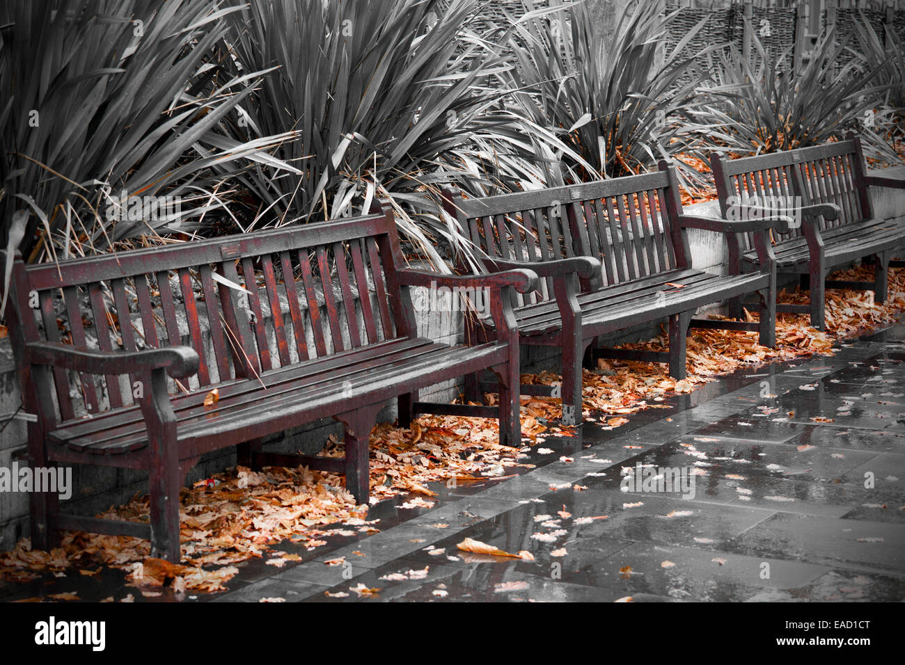 Des bancs en bois vides après une forte pluie douche Banque D'Images