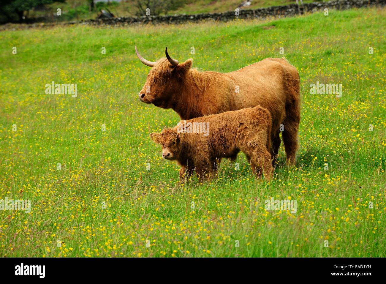 Scottish Highland bovins (Bos primigenius taurus), vache avec un veau dans un vert pâturage permanent, Ecosse, Royaume-Uni Banque D'Images