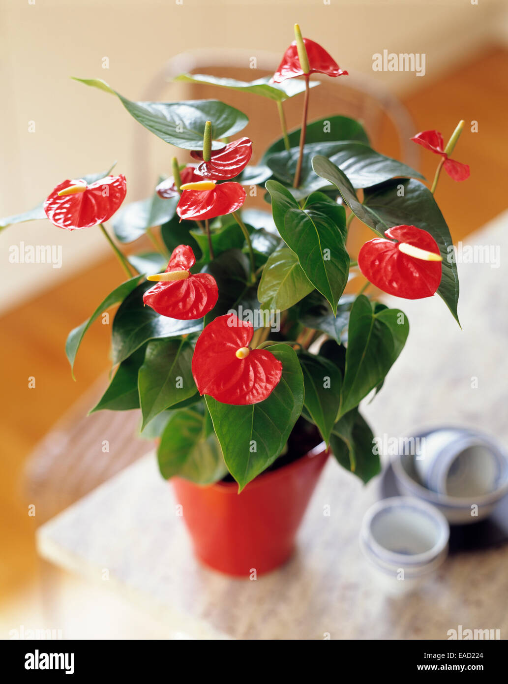 La palette du peintre, Anthurium scherzerianum, Red sujet. Banque D'Images