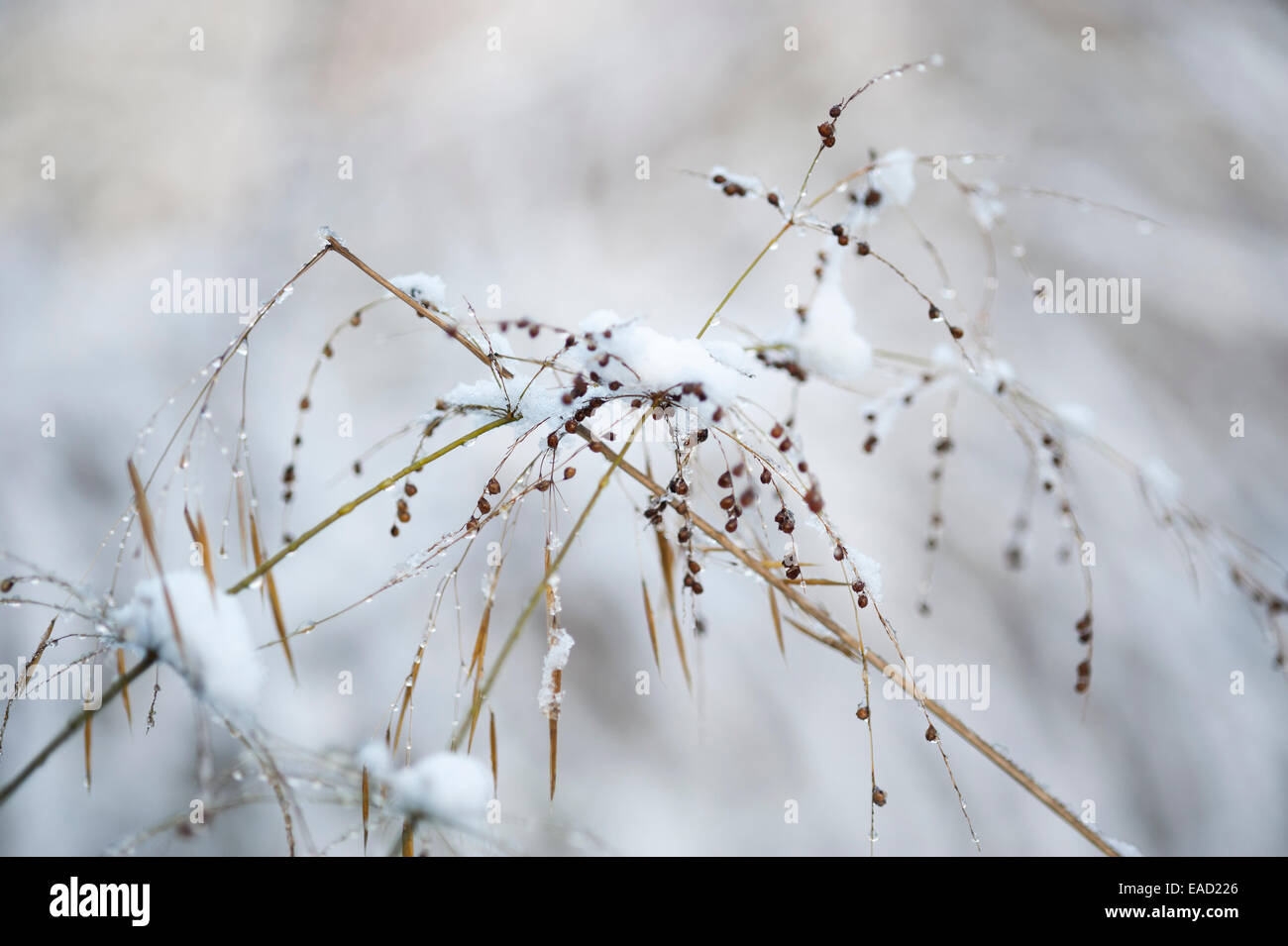 Chute d'herbe, millet, Phaenosperma globosa, Blanc l'objet. Banque D'Images