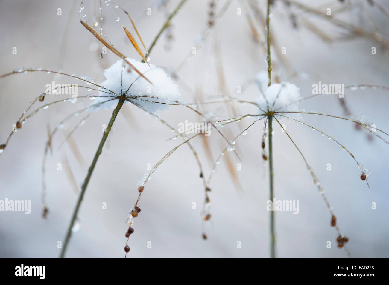 Chute d'herbe, millet, Phaenosperma globosa, Blanc l'objet. Banque D'Images