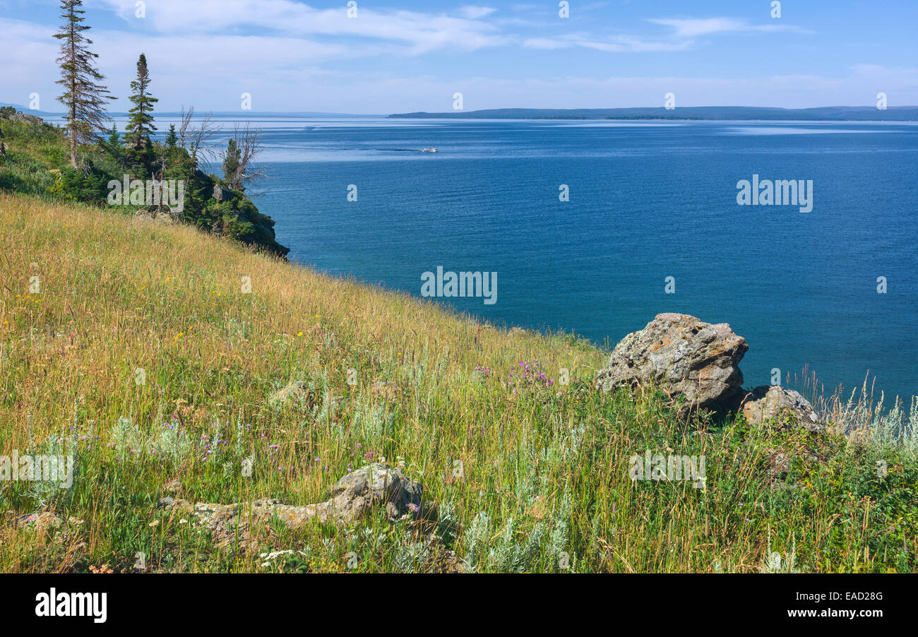 Le Lac Yellowstone par un beau matin d'été avec les herbes et fleurs sur la rive, West Yellowstone, Wyoming, USA. Banque D'Images