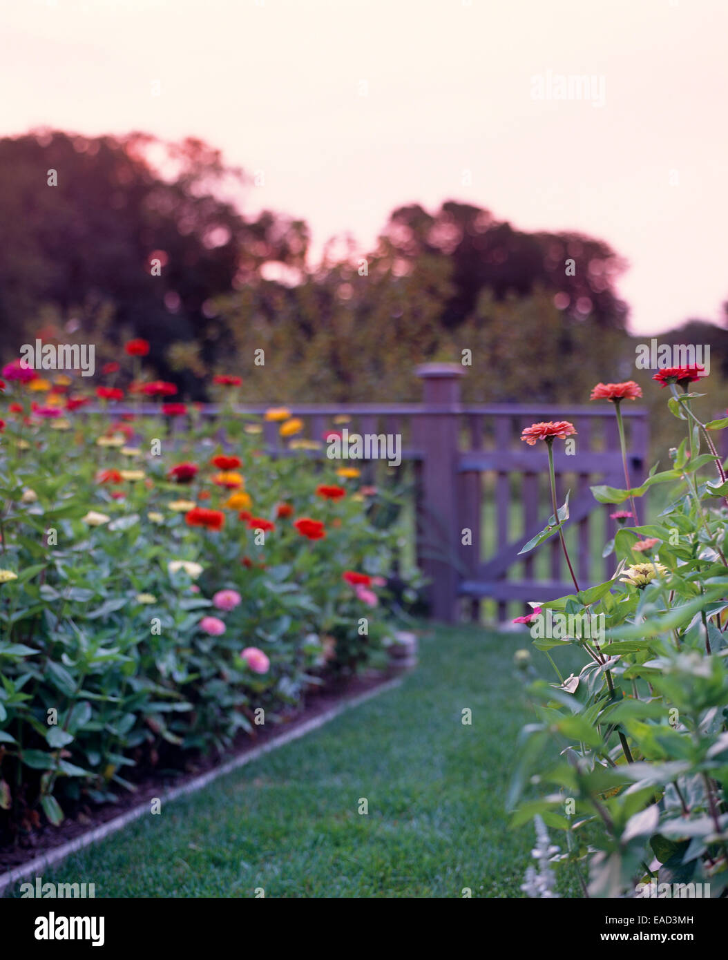 Les zinnias en jardin au coucher du soleil Banque D'Images