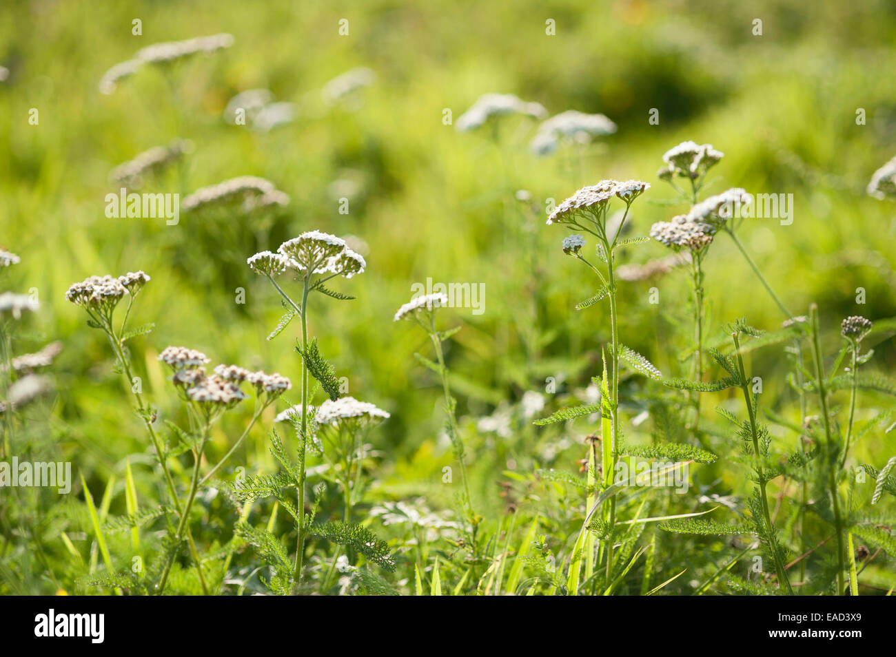 Achillée millefeuille, Achillea millefolium, objet blanc, fond vert. Banque D'Images