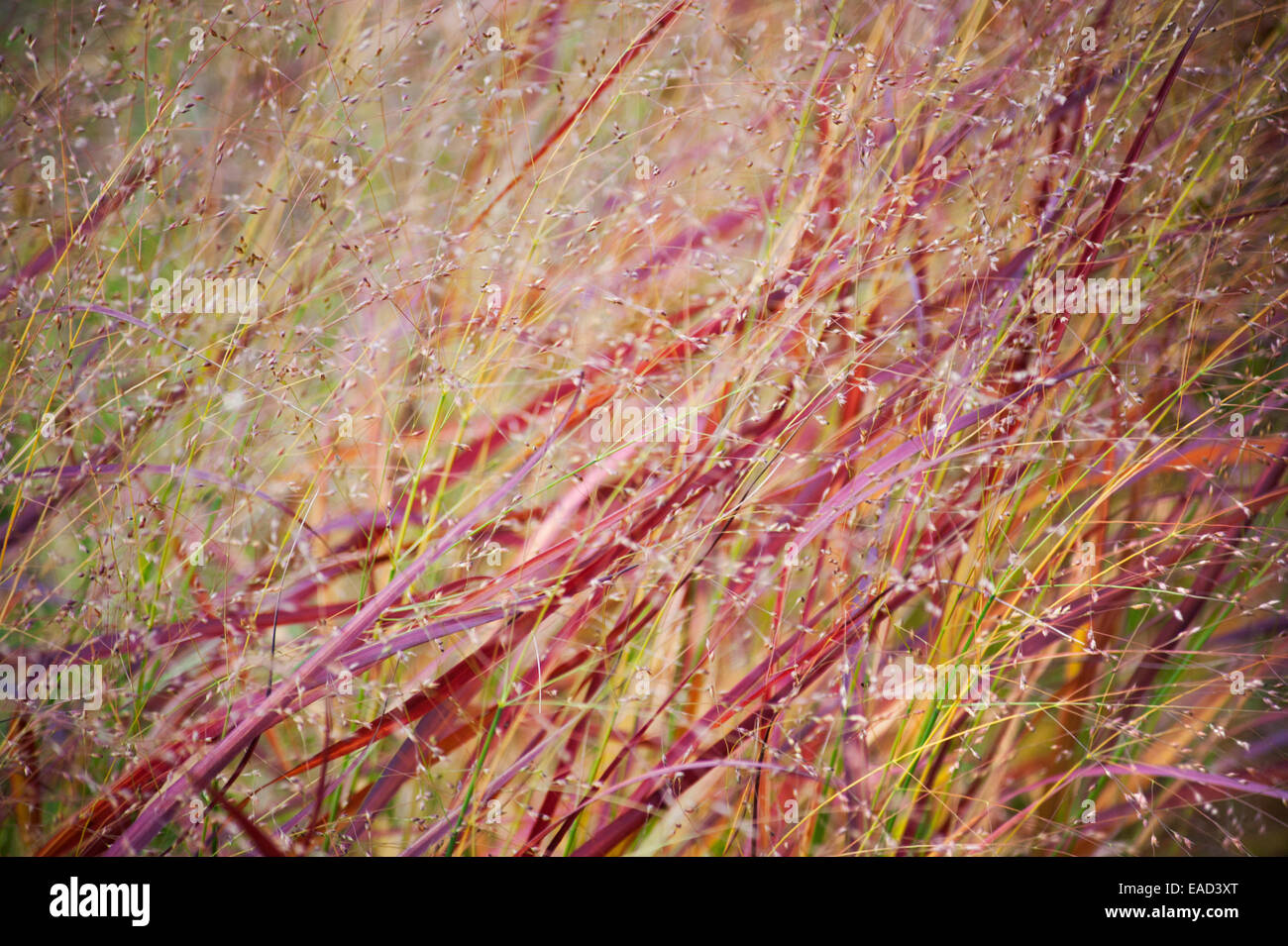 L'herbe, le panic, Panicum virgatum 'Rehbraun', l'objet rouge. Banque D'Images