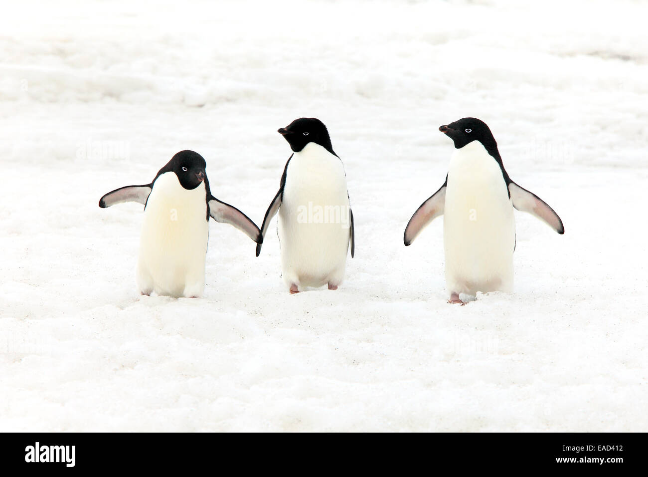 Image Originale De La Plage Sans Les Manchots Manchots Banque d'images détourées - Alamy