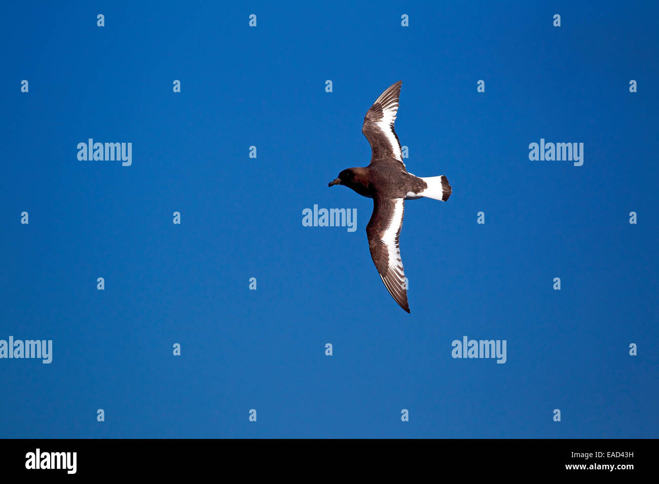 (Daption capense Cape Petrel), adulte, vol, mer de Weddell, l'Antarctique Banque D'Images