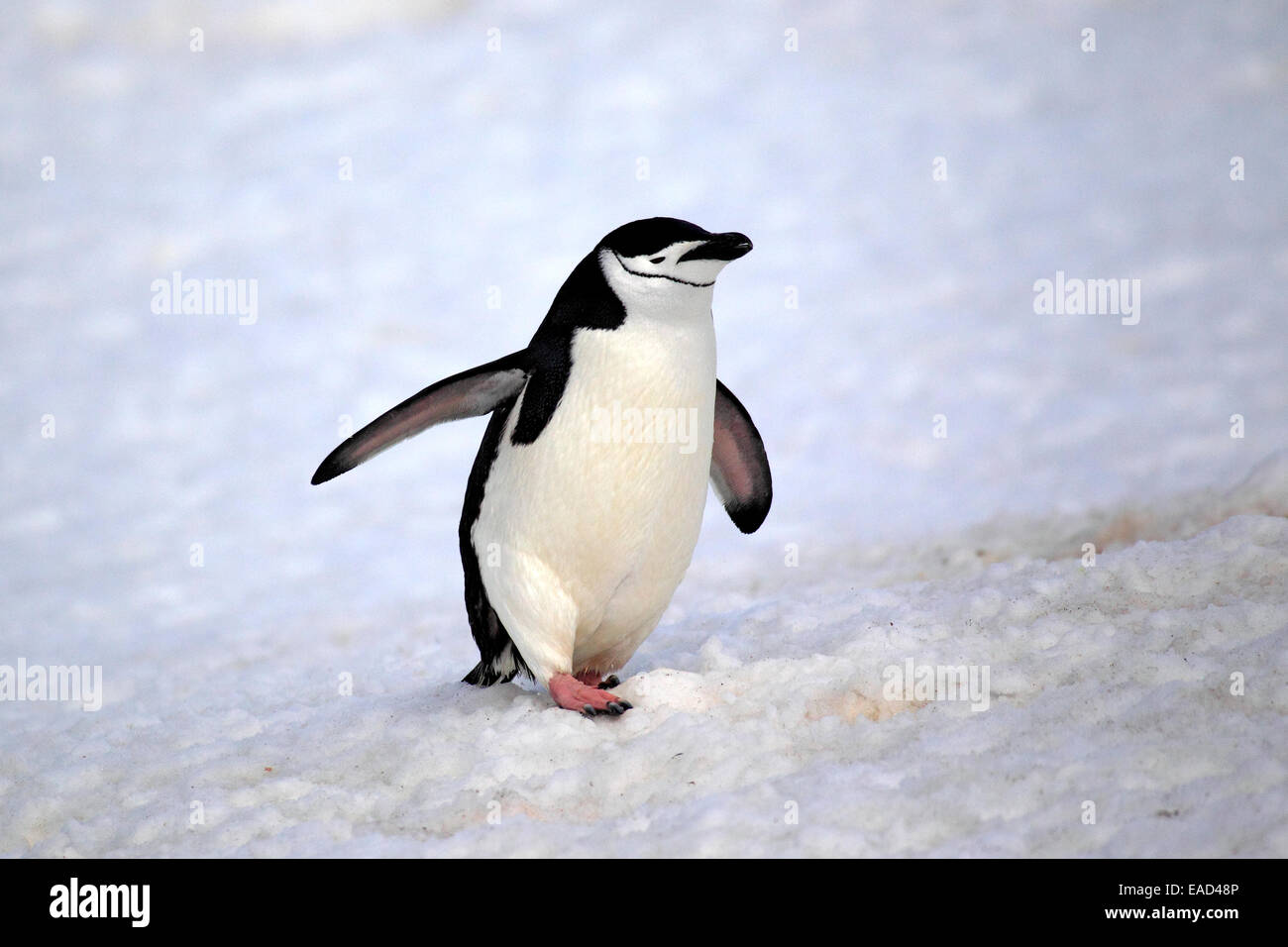 Manchot à Jugulaire (Pygoscelis antarctica), adulte, propagation des ailes, Brown Bluff, l'Antarctique Banque D'Images