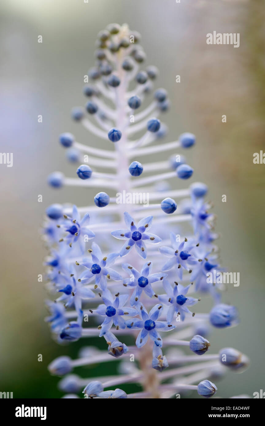 Sujet bleu Banque de photographies et d’images à haute résolution - Alamy