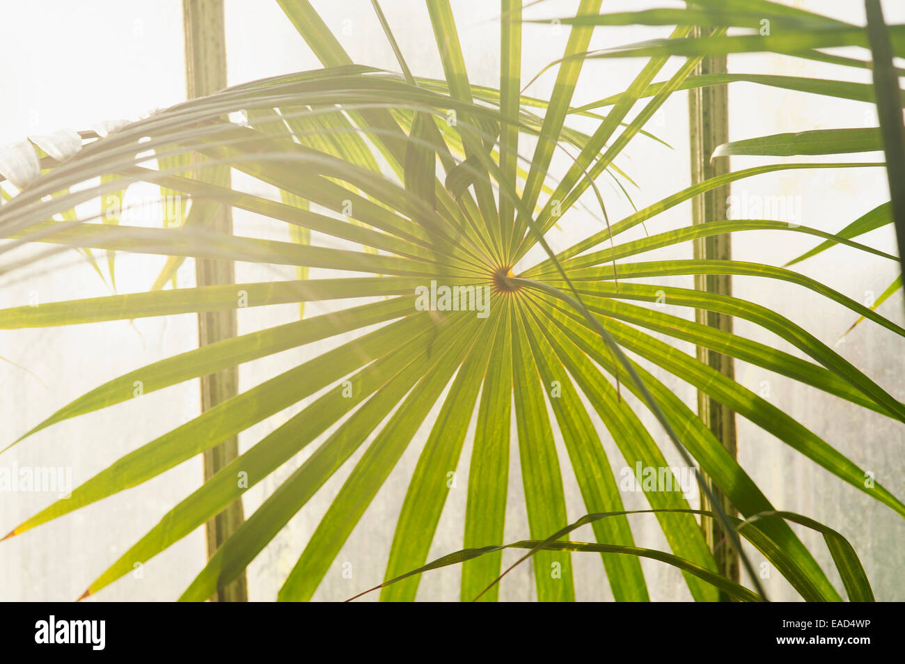 Palm, Fan palm, Vert l'objet. Banque D'Images