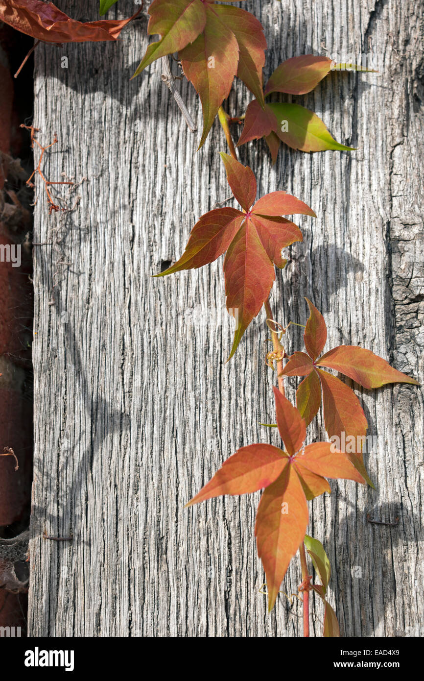 Gros plan sur les jeunes feuilles de virginia super-réducteur (Parthenocissus quinquefolia) contre la poste de bois Angleterre Royaume-Uni GB Grande Banque D'Images