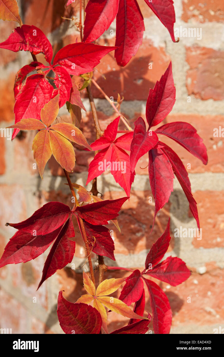 Gros plan de feuilles rouges en automne Virginia super-réducteur (Parthenocissus quinquefolia) contre mur de briques Angleterre Royaume-Uni GB Grande-Bretagne Banque D'Images